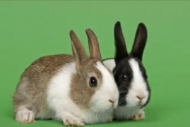 兔子的种类有哪些，20种兔子的种类区分附图片