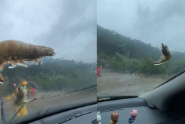 台风发生后可带来什么好处，台风梅花将大虾刮飞停在车窗上