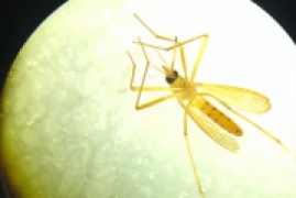 金色蚊子是什么蚊子，辽宁首次捕获4只不吸血金色蚊子