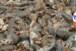 泸沽虾是海里的吗，山东烟台海边出现大量泸沽虾