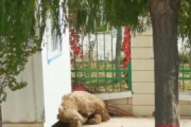 中国哪里有野生棕熊，新疆受伤野生棕熊到卫生院求医