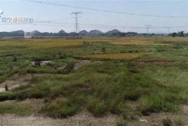 中国哪里有野生水稻，广西南宁发现连片珍贵野生稻消息