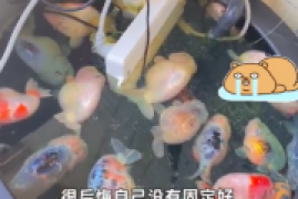 插座进水会漏电吗，广州插排掉鱼缸致26条金鱼被煮熟事件