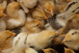 刚出壳小鸡怎么喂养应注意什么，成活率高健康育雏鸡的10大技术要点