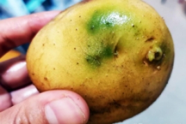 青土豆可以吃吗，最全科普土豆表皮变绿原因及安全食用方法