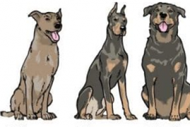 军犬一般是什么品种的狗，史上最全10大军犬排行榜