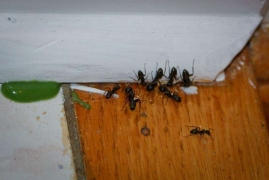 怎么灭蚂蚁最有效的方法，彻底清楚干净家中蚂蚁的小窍门