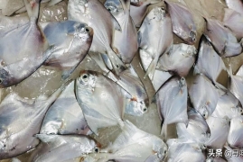 海鱼价格排名大全，春夏季9大优质海鱼品种排名来了