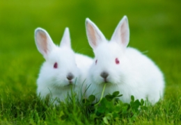 兔子多少钱一斤现在市场价2022，真实养兔效益分析明细表