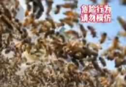 蜜蜂蜂王负责干嘛的，云南昆明男子拿走蜂王被蜂群追一路案例