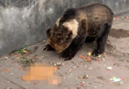 随意投喂动物的危害，天津动物园回应游客乱投喂致熊呕吐事件
