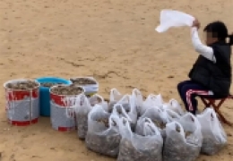 山东海边哪里能捡海鲜，山东烟台女子海滩捡30斤虾回家案例
