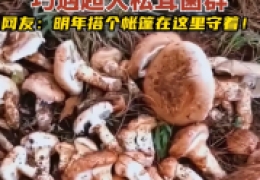 野生菌松茸长什么样，云南村民捡到13公斤超大松茸菌群
