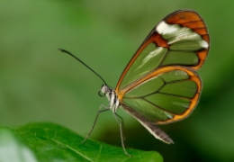 网络上蝴蝶效应是什么意思，通俗解释蝴蝶效应及其案例解读