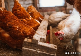 养鸡需要备哪些常用药，养鸡必备的三种药及喂养事项