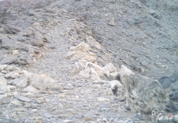 雪豹活动在我国哪些地区，新疆阿勒泰一滑雪场出现雪豹消息