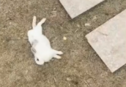 为什么动物园不让投喂食物，浙江游客偷带食物喂兔子致大批死亡事件