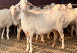 养一只小羊一年赚多少钱，养羊50只投入成本利润分析明细