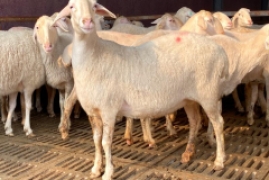 养羊50只一年赚多少钱2022，最新养羊成本利润分析表