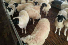 养羊50只一年赚多少钱2022，最新养羊成本利润分析表