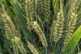 小麦品种哪个产量最高，2022年高产小麦品种排行榜