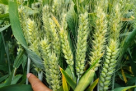 小麦品种哪个产量最高，2022年高产小麦品种排行榜