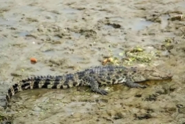 黄浦江鳄鱼是什么品种，刚刚上海黄浦江畔的暹罗鳄抓到了