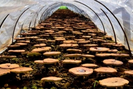 人工养殖灵芝怎么栽培，最详细灵芝的栽种技术方法及条件要求