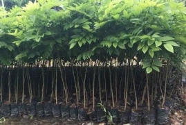 黄花梨木市场价多少一斤，2022黄花梨木最新市场行情走势