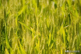 麦子多少钱一斤2022，最新小麦收购价及补贴发放一览表