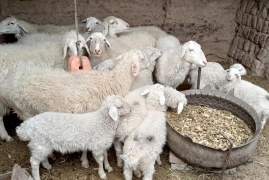 养羊50只一年赚多少钱，2022年最全养羊成本利润分析表