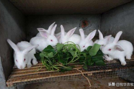 养兔子100只一年挣多少钱，2022年最全兔子养殖成本利润分析附饲养指南