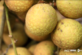 历时15年世界首个龙眼与荔枝杂交新品种诞生，果实取名“脆蜜”果肉晶莹剔透