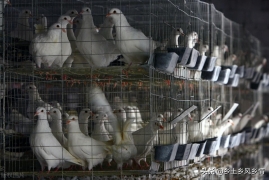 100对肉鸽一年利润有多大，2022年最新养肉鸽成本利润核算表
