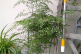 文竹的养殖方法和注意事项有哪些，新手养殖文竹用这4个方法长的绿又高
