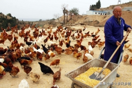 养土鸡1000只赚多少钱，2022年最全养鸡成本与利润分析表