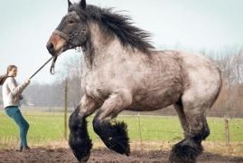 世界上最大的马有多大，世界上体型最大的重型马能拉5吨重物