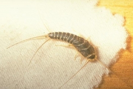 容易在卧室出现的虫子有哪些，常见的7种居家害虫及处理方法