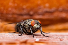 家里有苍蝇怎么回事，家里苍蝇的危害及消灭办法