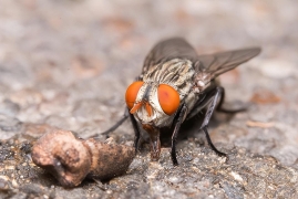 家里有苍蝇怎么回事，家里苍蝇的危害及消灭办法