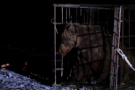 中国哪里有野生棕熊，新疆受伤野生棕熊到卫生院求医