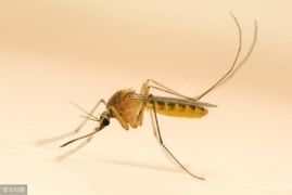 什么东西驱蚊子最有效，便宜又好用的5个有效驱蚊方法分享