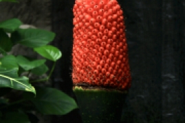 魔芋结果怎么回事，国家植物园巨魔芋首次结实现象