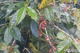 中国咖啡产地在哪个省，我国99%咖啡产自云南及品种介绍