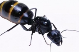 蚂蚁的特点和本领有什么，史上最全蚂蚁的特殊能力本领介绍