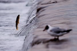 青海湖鱼类资源丰富吗，青海湖湟鱼资源量十年增长42倍始末