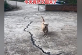狗是怎么认路回家的，重庆一土狗被扔50公里外一周后跑回家事件