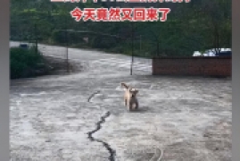 狗是怎么认路回家的，重庆一土狗被扔50公里外一周后跑回家事件