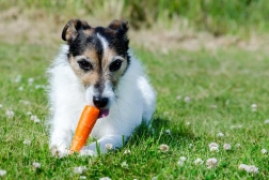 狗可以吃什么东西，狗狗能吃的12种营养健康食物清单