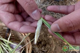 茅针草的功效，一文了解茅草的功效和作用的药用价值附种植技术